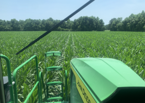 corn foliar application